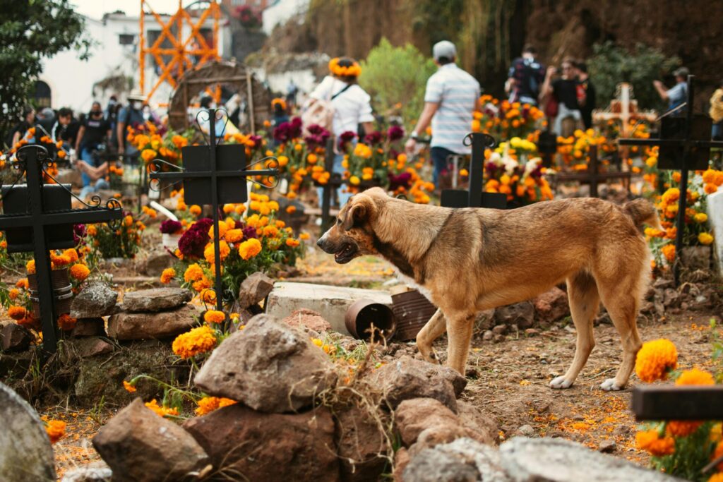 VIAJE A MEXICO DIA DE MUERTOS